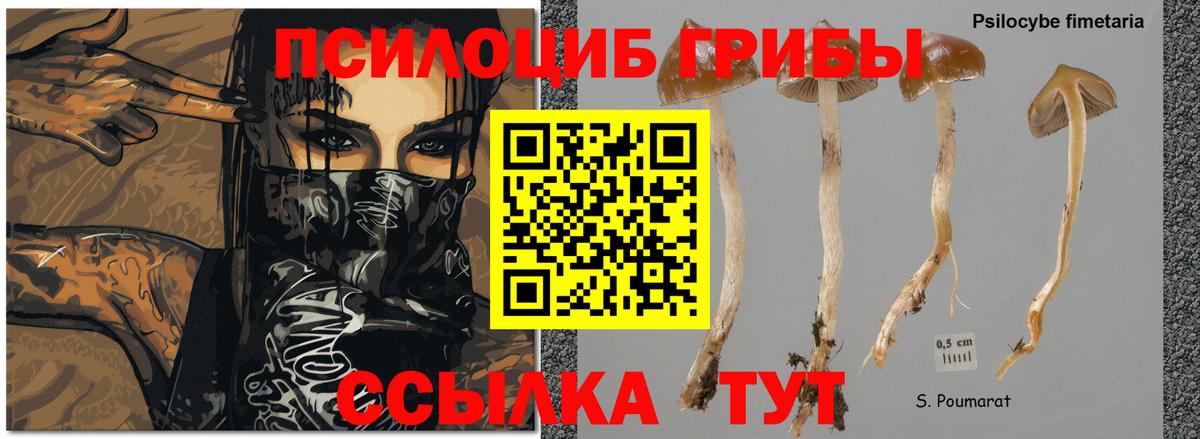 Гусь-Хрустальный  Псилоцибиновые грибы Cubensis  Галлюциногенные грибы мухоморы  Вход с VPN 